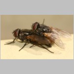 Musca domestica - Stubenfliege 06.jpg